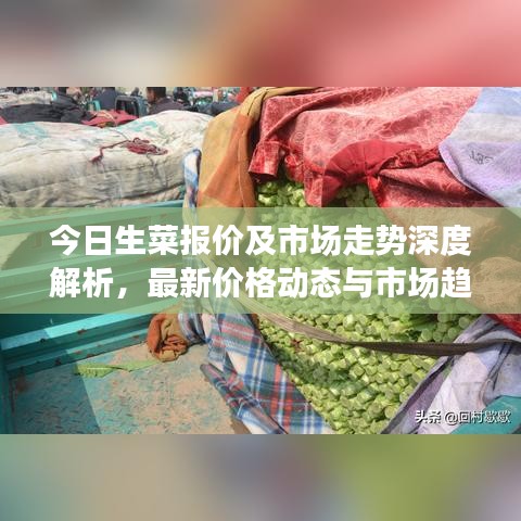 今日生菜報(bào)價(jià)及市場(chǎng)走勢(shì)深度解析,最新價(jià)格動(dòng)態(tài)與市場(chǎng)趨勢(shì)一網(wǎng)打盡