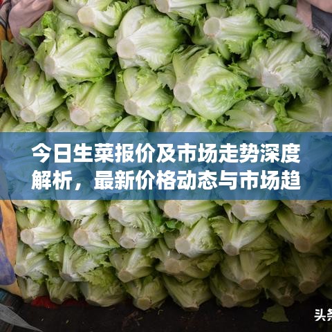 今日生菜報(bào)價(jià)及市場(chǎng)走勢(shì)深度解析,最新價(jià)格動(dòng)態(tài)與市場(chǎng)趨勢(shì)一網(wǎng)打盡