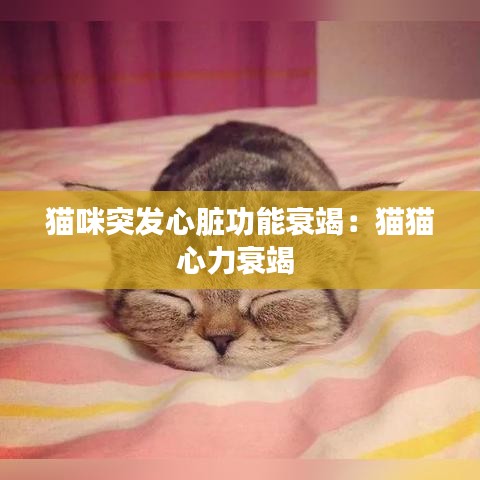 貓咪突發心臟功能衰竭:貓貓心力衰竭