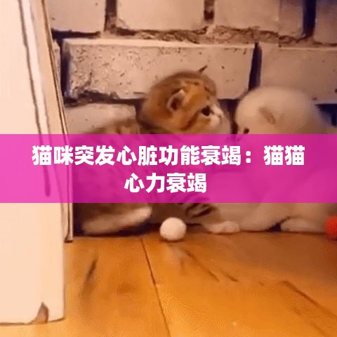 貓咪突發(fā)心臟功能衰竭:貓貓心力衰竭