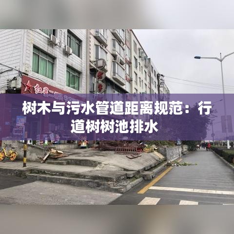 樹木與污水管道距離規(guī)范:行道樹樹池排水