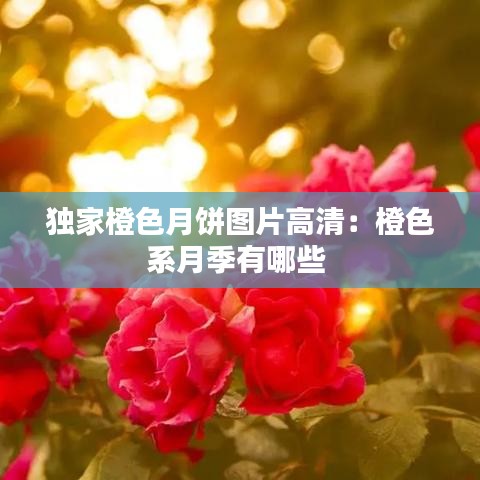 獨家橙色月餅圖片高清:橙色系月季有哪些