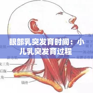 眼部乳突發育時間:小兒乳突發育過程