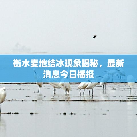 衡水麥地結冰現象揭秘,最新消息今日播報