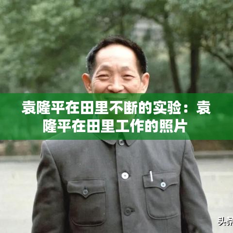 袁隆平在田里不斷的實驗:袁隆平在田里工作的照片