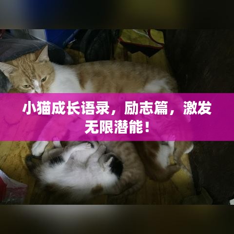 小貓成長語錄,勵(lì)志篇,激發(fā)無限潛能!