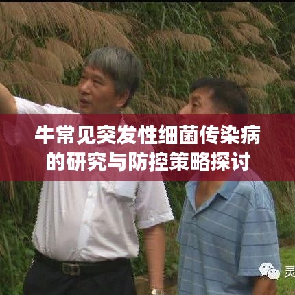 牛常見突發性細菌傳染病的研究與防控策略探討