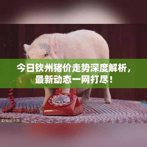 今日欽州豬價走勢深度解析,最新動態一網打盡!