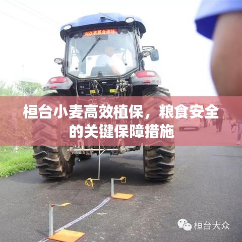 桓臺小麥高效植保,糧食安全的關鍵保障措施
