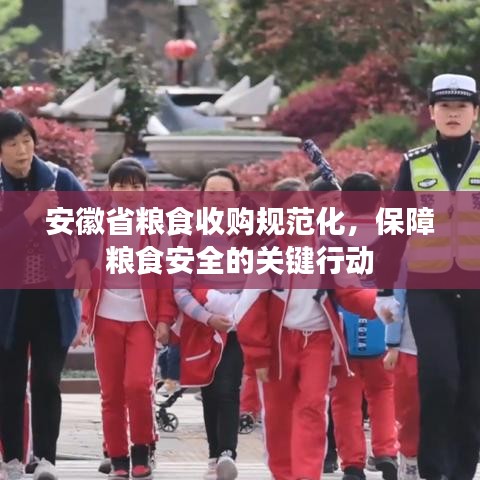 安徽省糧食收購規范化，保障糧食安全的關鍵行動