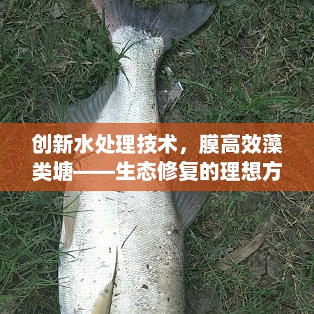 創新水處理技術,膜高效藻類塘——生態修復的理想方案