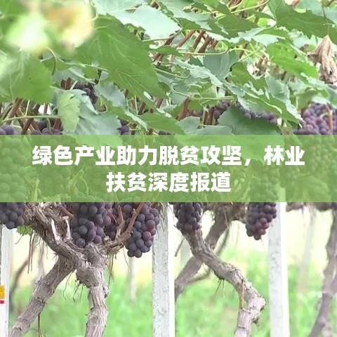 綠色產業助力脫貧攻堅,林業扶貧深度報道