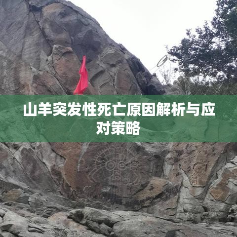 山羊突發(fā)性死亡原因解析與應對策略