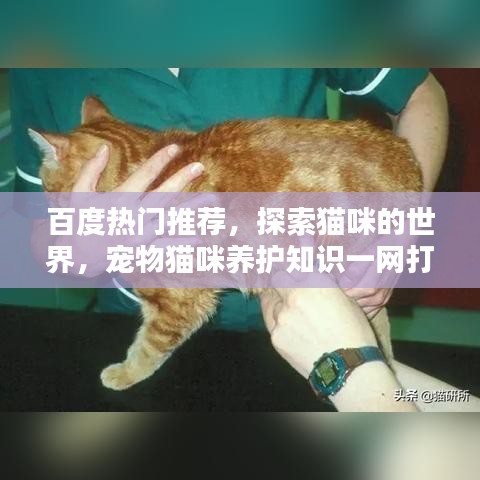 百度熱門推薦，探索貓咪的世界，寵物貓咪養護知識一網打盡