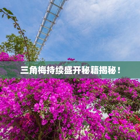 三角梅持續盛開秘籍揭秘!