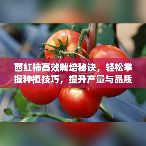 西紅柿高效栽培秘訣,輕松掌握種植技巧,提升產(chǎn)量與品質(zhì)!