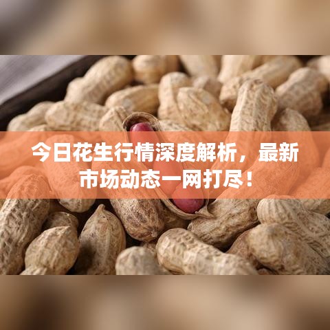 今日花生行情深度解析,最新市場動態一網打盡!