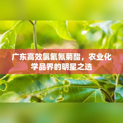 廣東高效氯氟氰菊酯,農業化學品界的明星之選