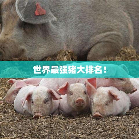 世界最強豬大排名！