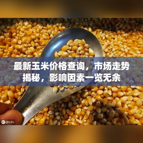 最新玉米價格查詢,市場走勢揭秘,影響因素一覽無余