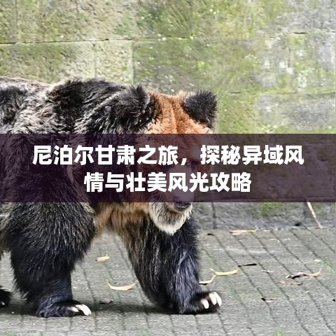 尼泊爾甘肅之旅,探秘異域風(fēng)情與壯美風(fēng)光攻略