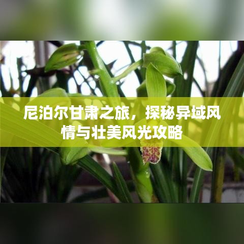 尼泊爾甘肅之旅,探秘異域風(fēng)情與壯美風(fēng)光攻略
