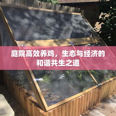 庭院高效養(yǎng)雞,生態(tài)與經濟的和諧共生之道
