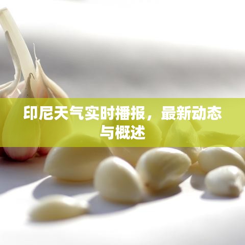 印尼天氣實時播報,最新動態(tài)與概述