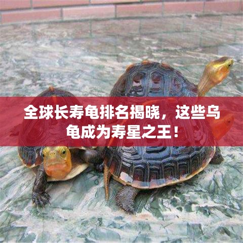 全球長壽龜排名揭曉,這些烏龜成為壽星之王!