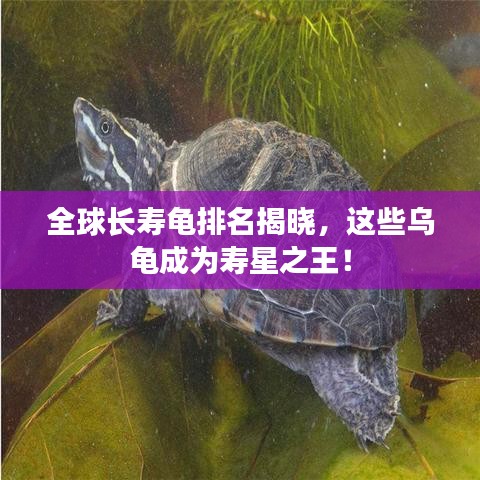 全球長壽龜排名揭曉,這些烏龜成為壽星之王!