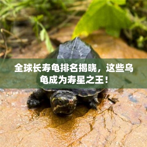 全球長壽龜排名揭曉,這些烏龜成為壽星之王!