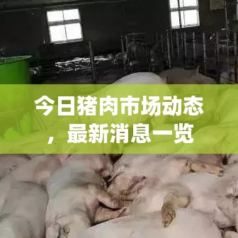 今日豬肉市場動態，最新消息一覽