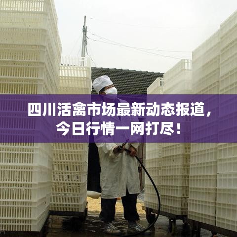 四川活禽市場最新動態(tài)報道,今日行情一網(wǎng)打盡!