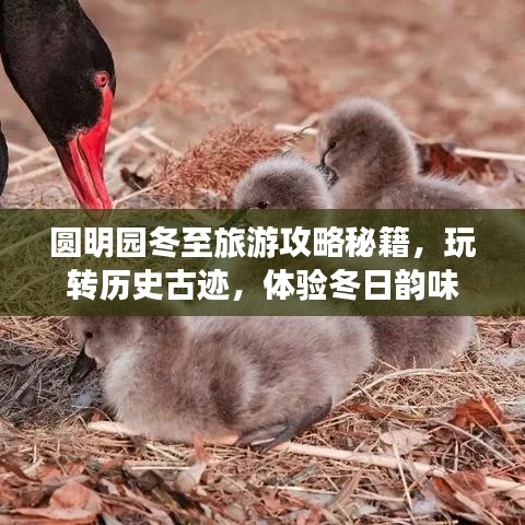 圓明園冬至旅游攻略秘籍，玩轉歷史古跡，體驗冬日韻味