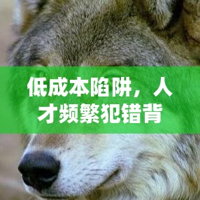 低成本陷阱，人才頻繁犯錯背后的原因揭秘