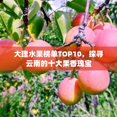大理水果榜單TOP10，探尋云南的十大果香瑰寶