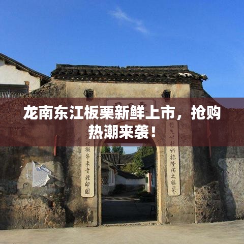 龍南東江板栗新鮮上市,搶購熱潮來襲!