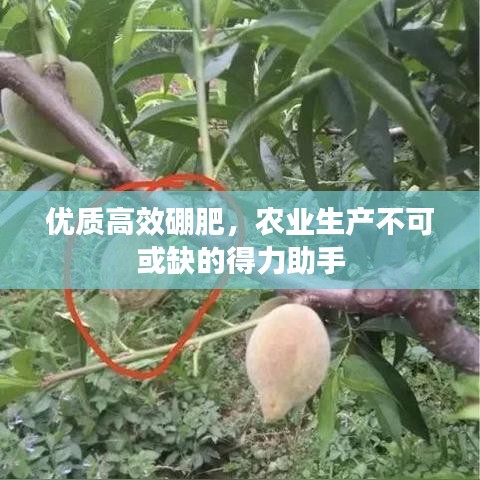 優(yōu)質(zhì)高效硼肥,農(nóng)業(yè)生產(chǎn)不可或缺的得力助手