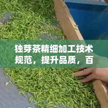 獨芽茶精細加工技術(shù)規(guī)范,提升品質(zhì),百度收錄必備指南