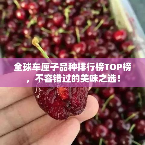 全球車厘子品種排行榜TOP榜,不容錯過的美味之選!