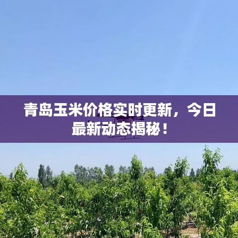 青島玉米價格實時更新,今日最新動態揭秘!